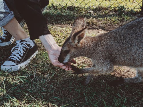 Australië